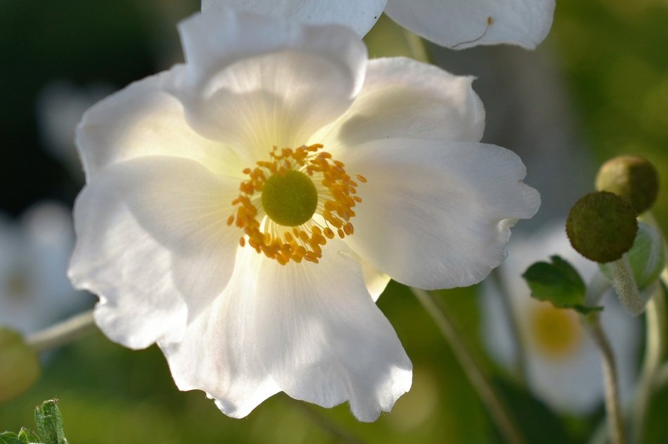 white aemone blossom