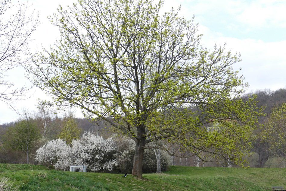 green tree near the lake