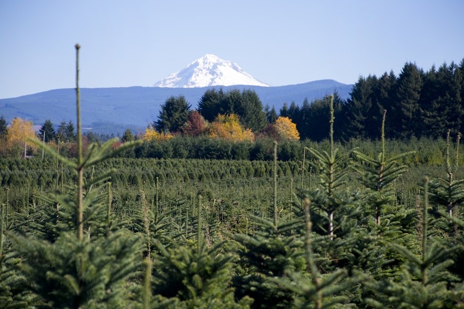 Oregon Trees in America
