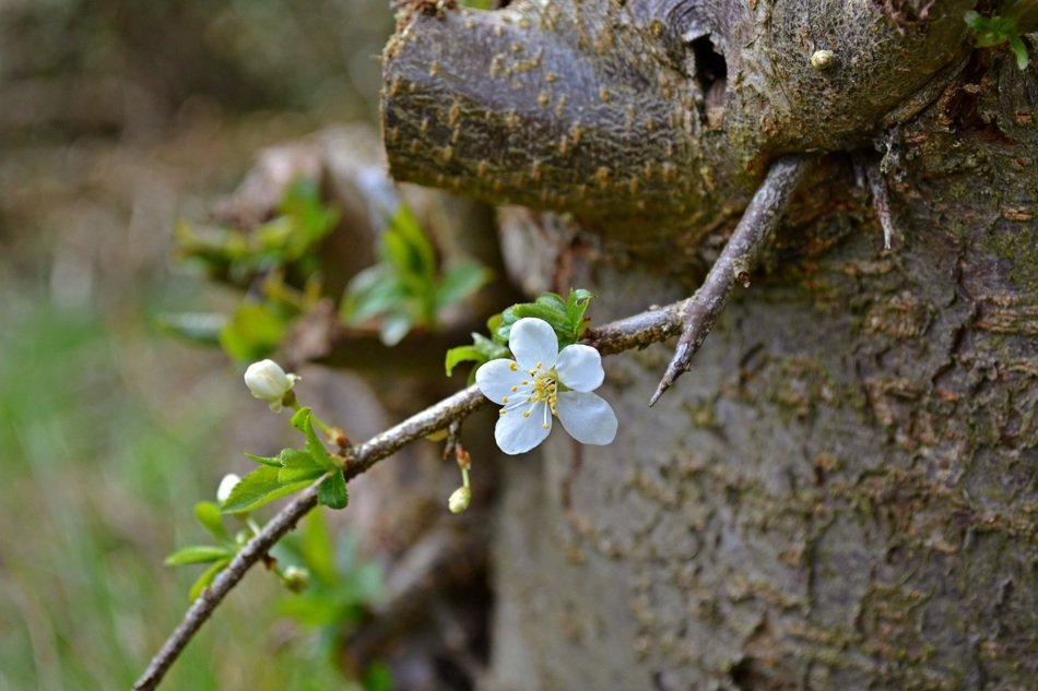 small flowering branch of plum near the trunk
