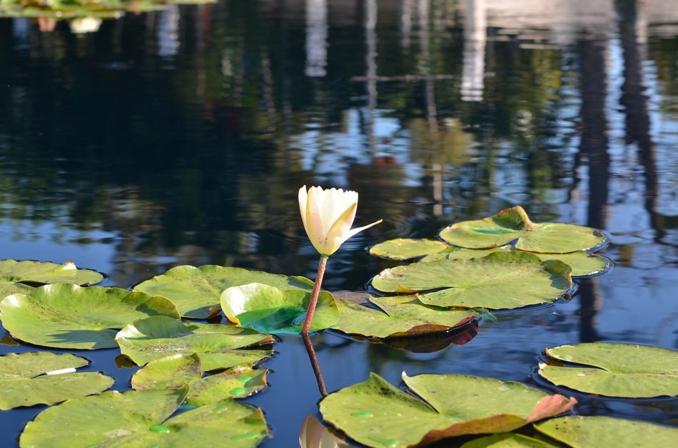 Lily pad in a pond in nature