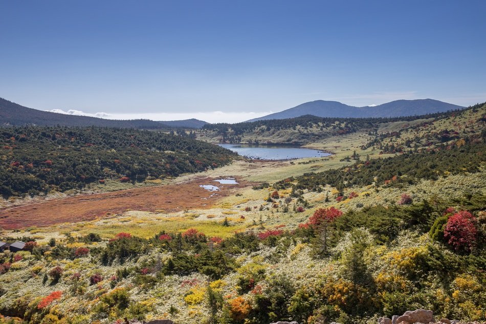 green plants on Mount Fukushima