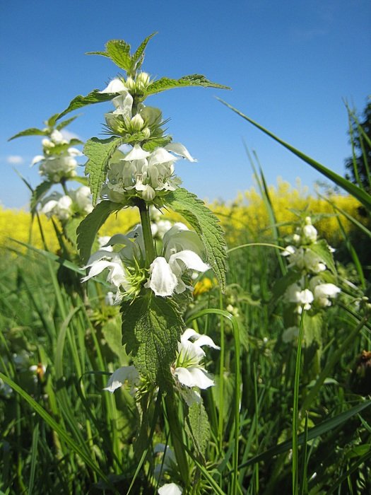 Picture of the Dead Nettle Plants