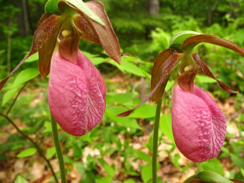 Picture of Ladys Slipper Pink Wildflowers