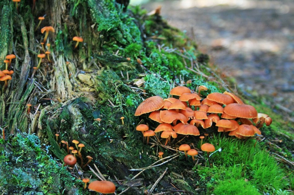 Mushrooms on the tree in the forest