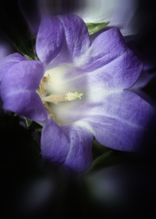 Closeup Picture of Campanula Dark Blossom