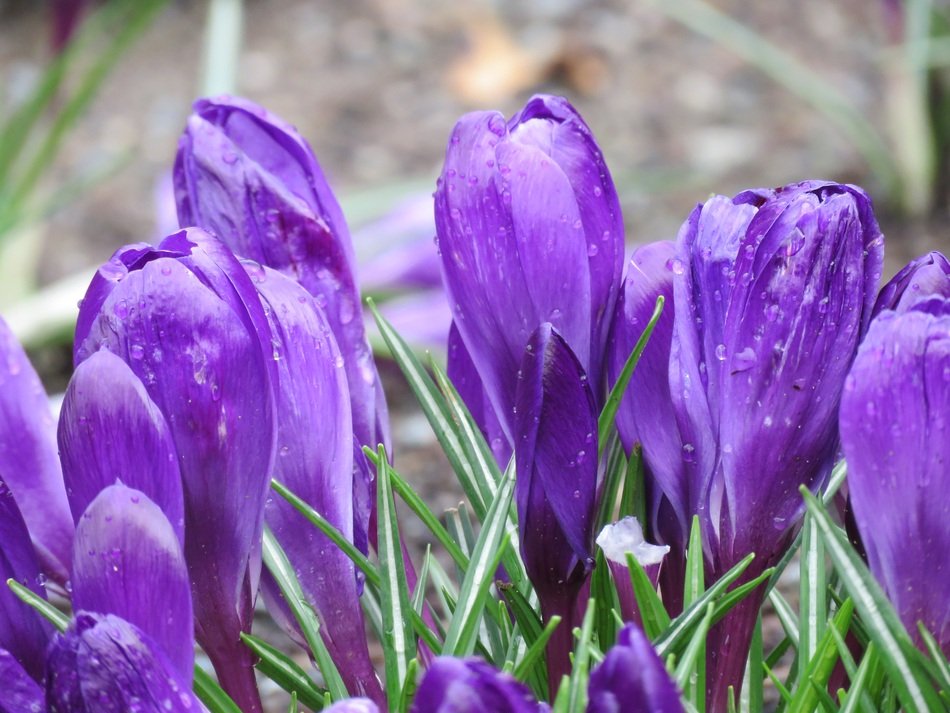 Close-up of the violet flowers in spring