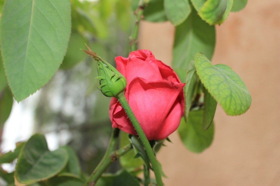 rose on a bush near a building