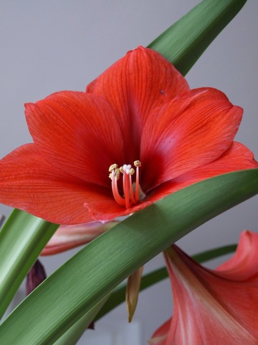 red blooming lily on a gray wall background