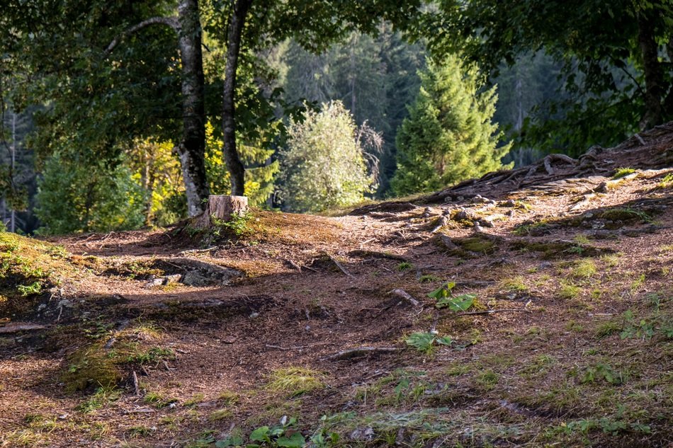 forest floor by the caumasee