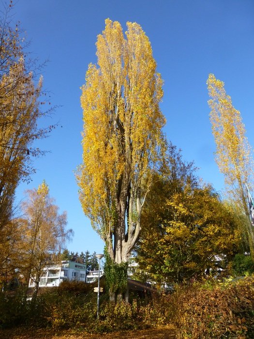 autumn in Überlingen, Germany