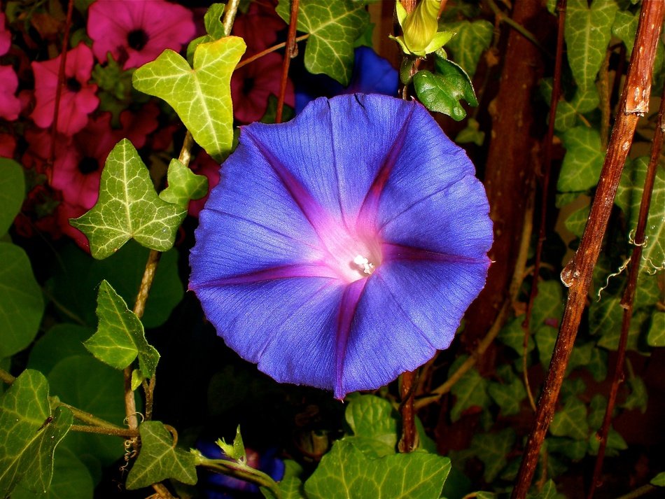 magnificent Purple Pageantry