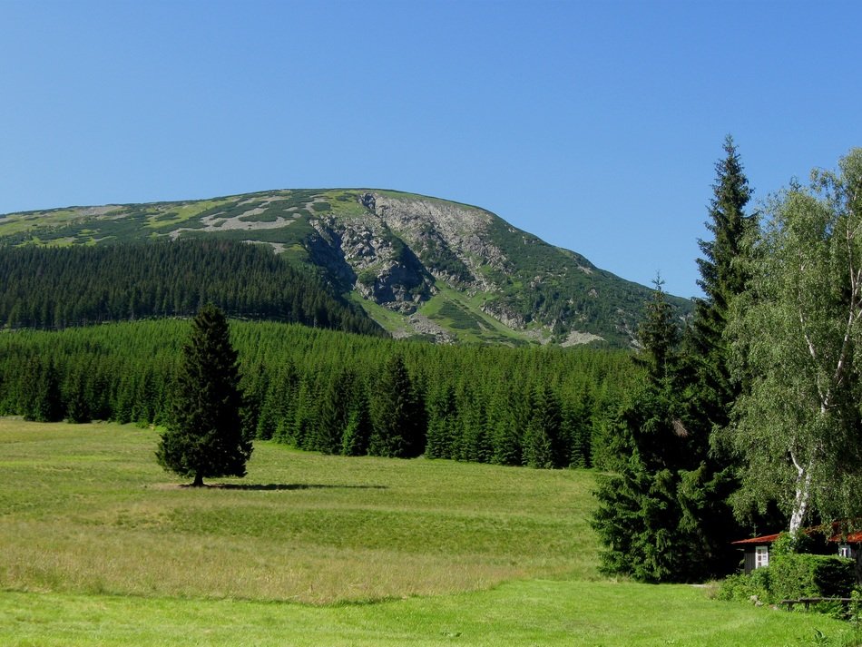 The Solitude Of The Mountain Forest