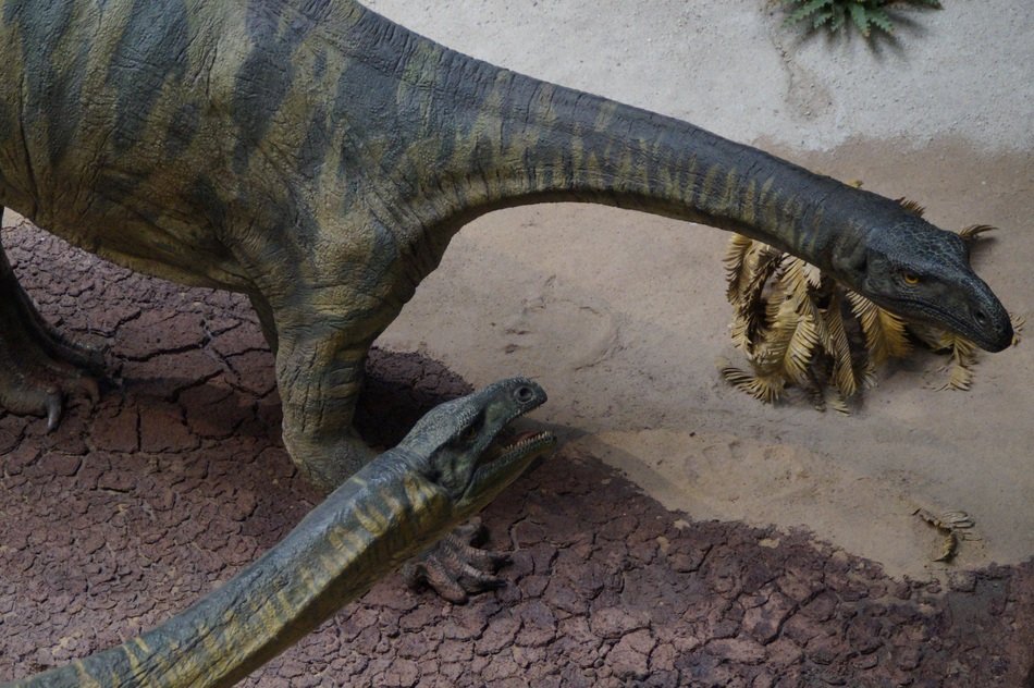 Dinosaurs, Evolution Exhibition in museum of natural history