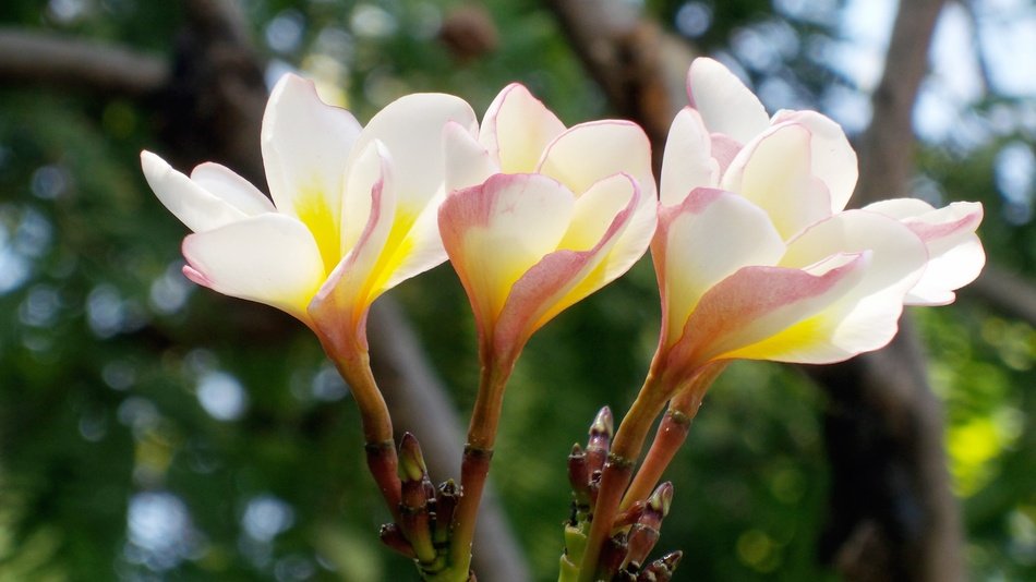 Bright flowers in nature