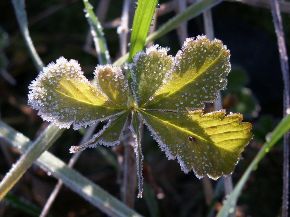 closeup picture of frosted Leaves in back light