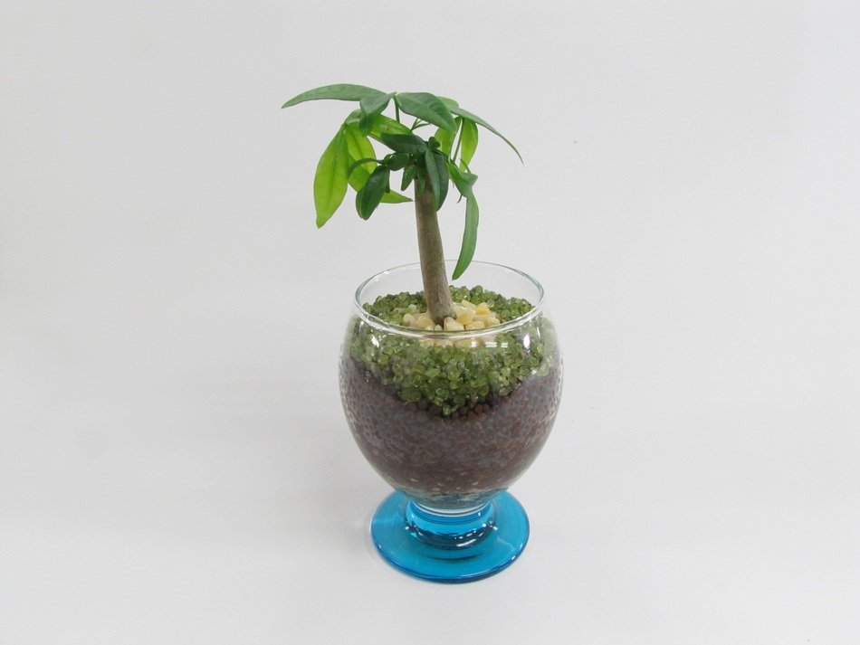 green plant in a glass