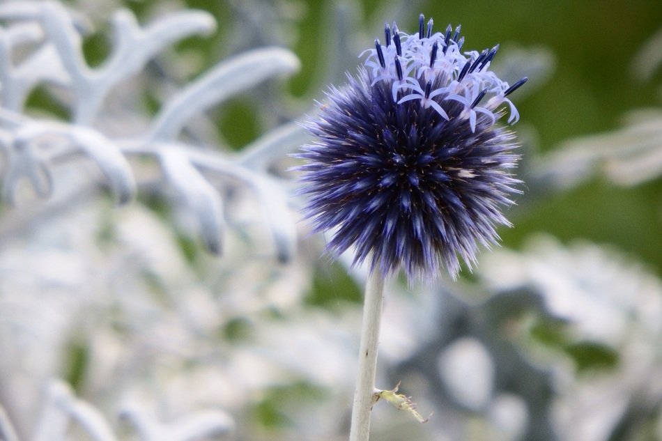 Decorative Milk Thistles