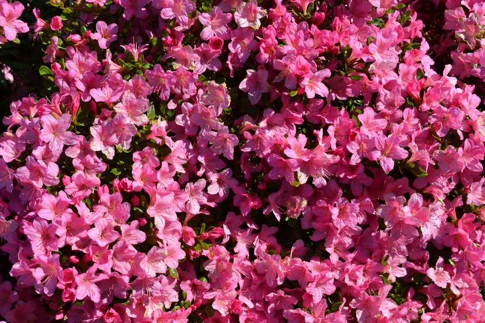 pink tiny Rhododendron Flowers