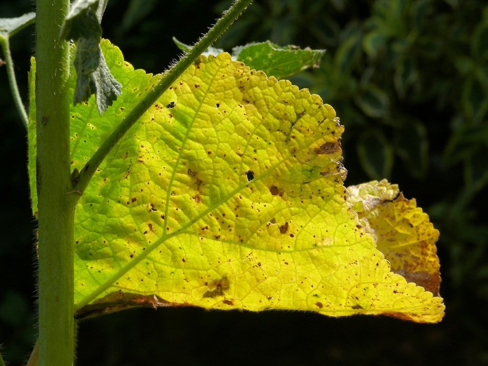 Green and yellow plant in nature