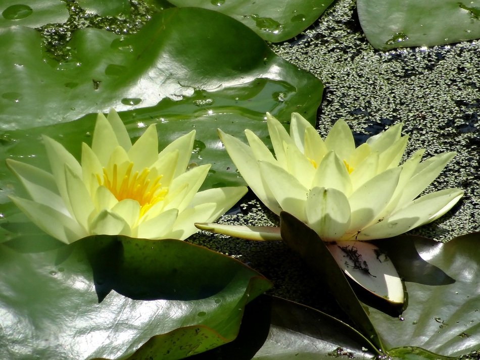 Picture of Water Lilies Blooms