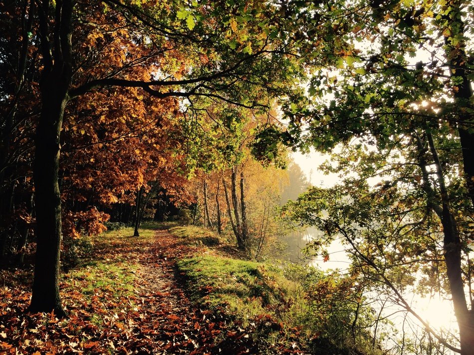 landscape of forest at Autumn