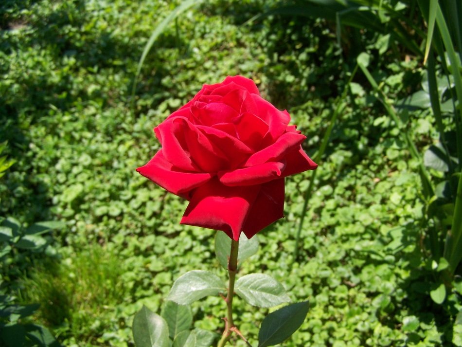 beautiful garden plant