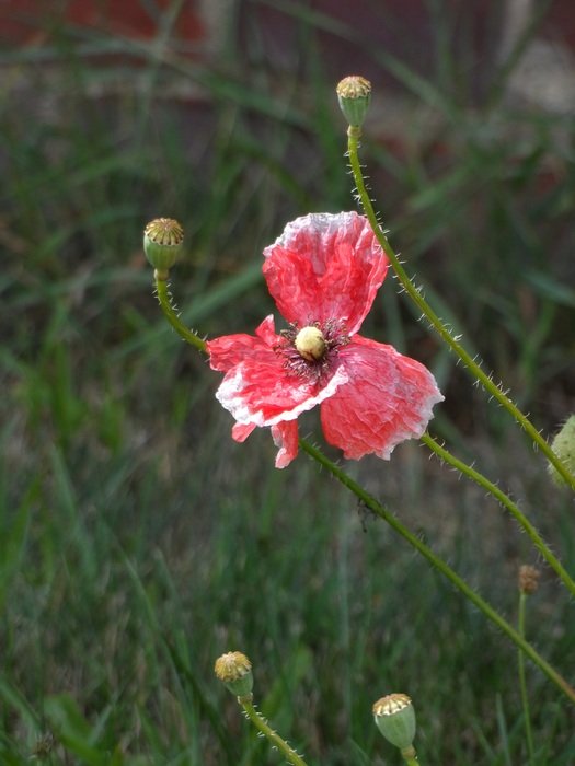 pink-white lone poppy on the field