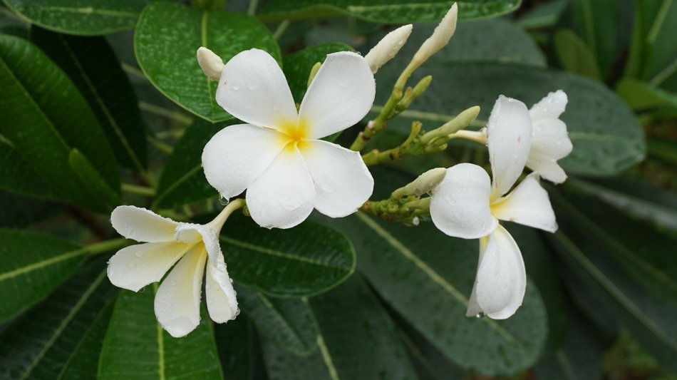 champa white on a bush close-up