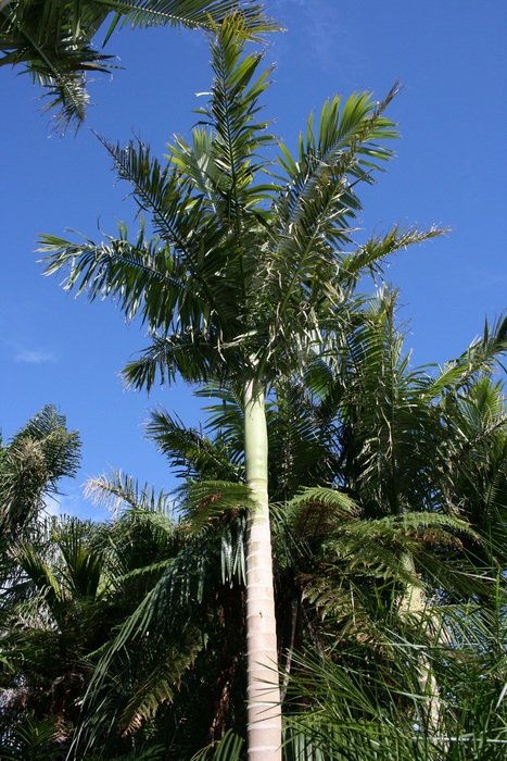 archontophoenix alexandrae, Palm trees in Forest