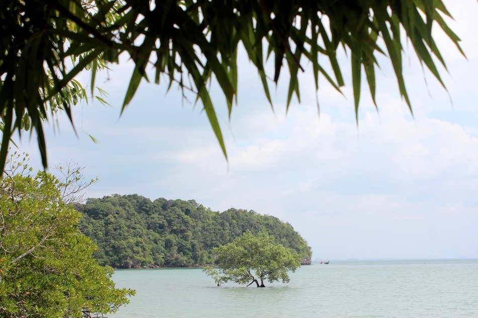 mangroves on the sea coast
