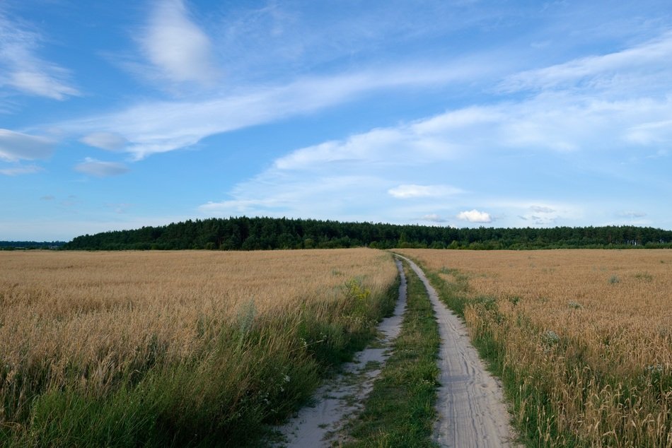Landscape of road in a field