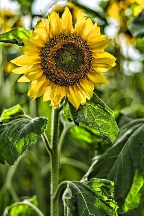 sunny flower on a field close-up on a blurred background