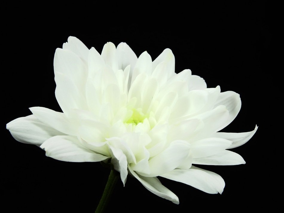 white crysantheme on a black background
