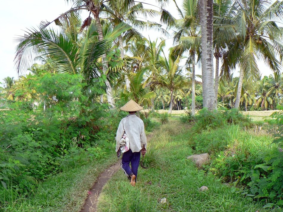 rice field reaper in indonesia
