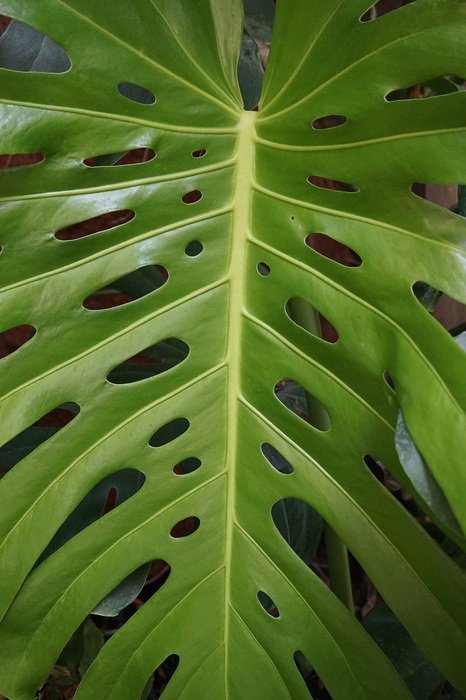 green palm leaf in a flower pot