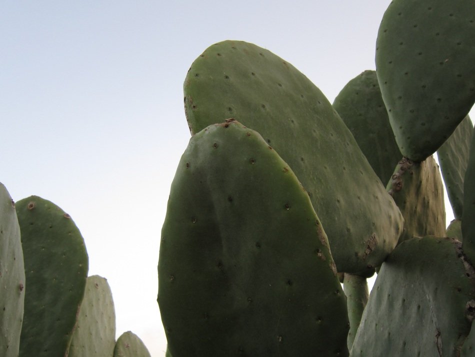 flat cactus in the mediterranean