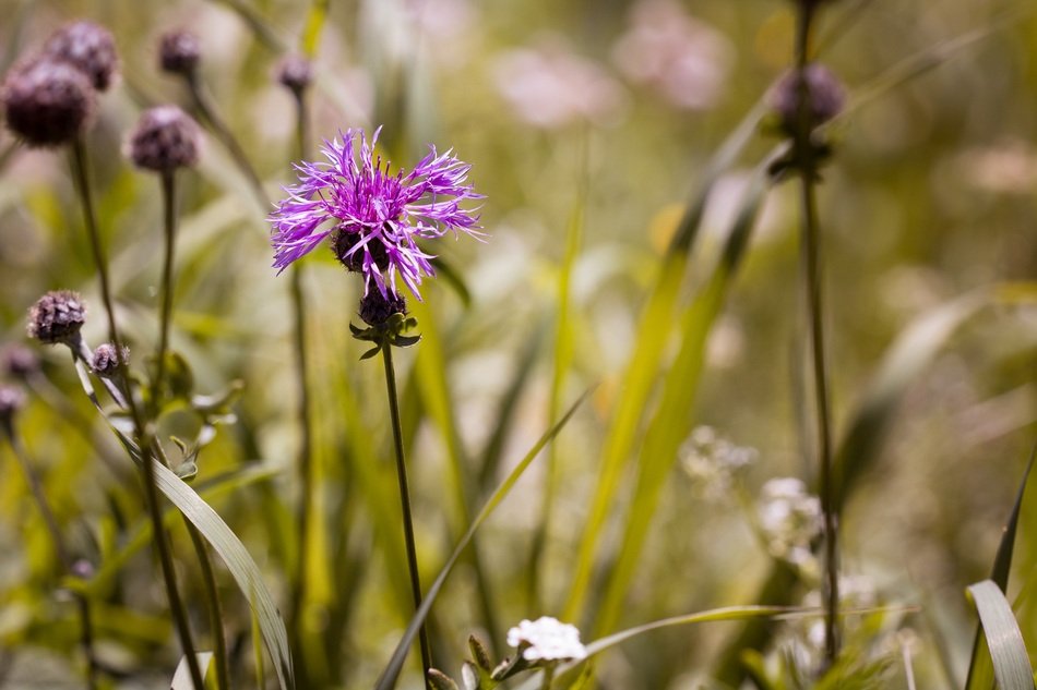beautiful summer meadow