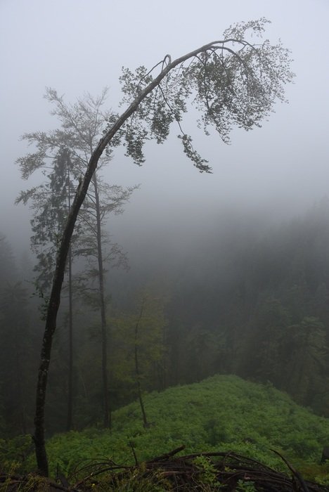 bent Deciduous Tree in Fog