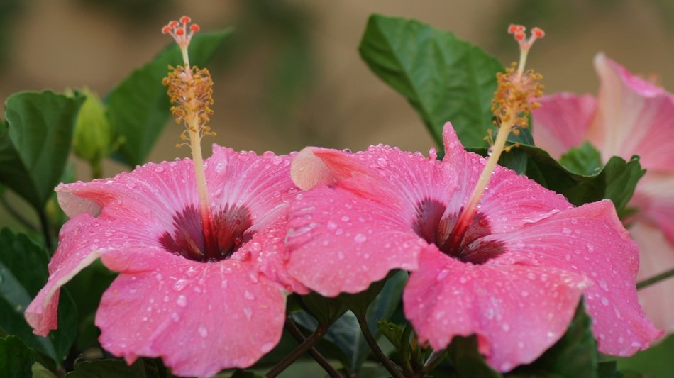 Hibiscus Flower Tor Tropical