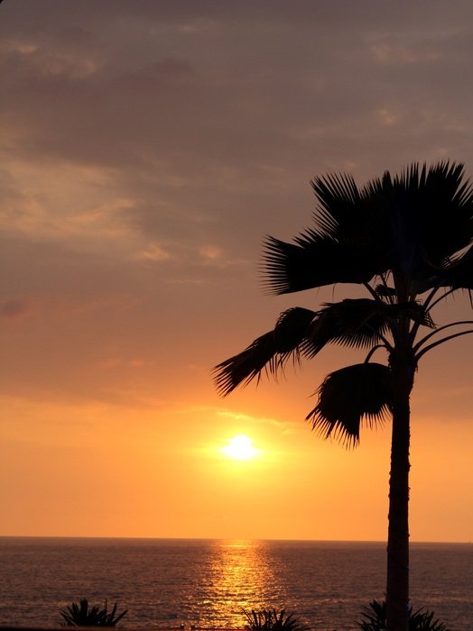 Palm and beautiful sunset in the evening sky