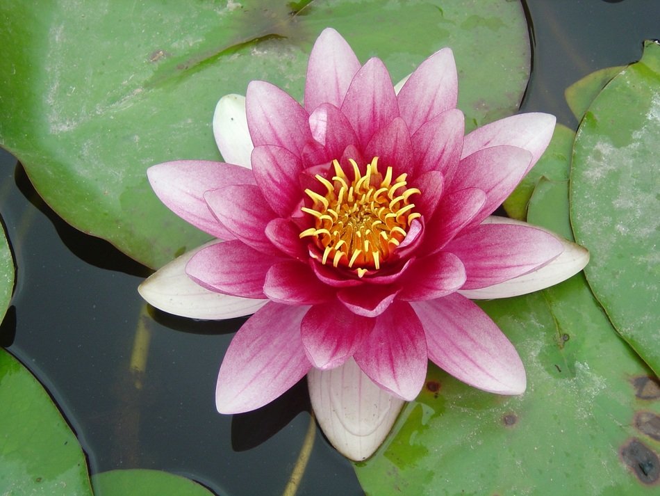 Close-up of the beautiful, pink, yellow and white water lily