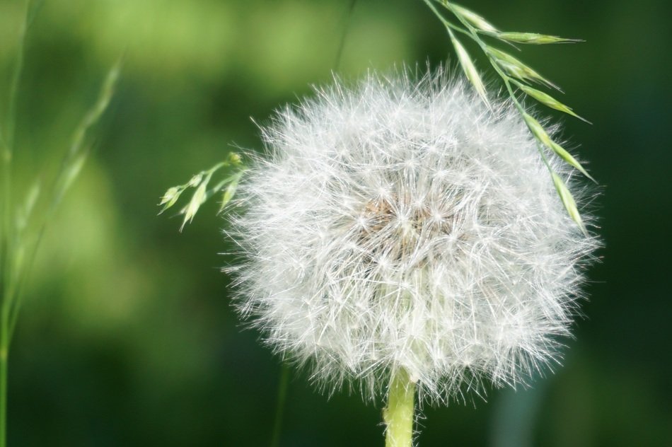 white head dandelion