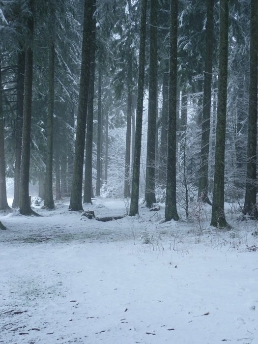 snow on the ground among forest trees