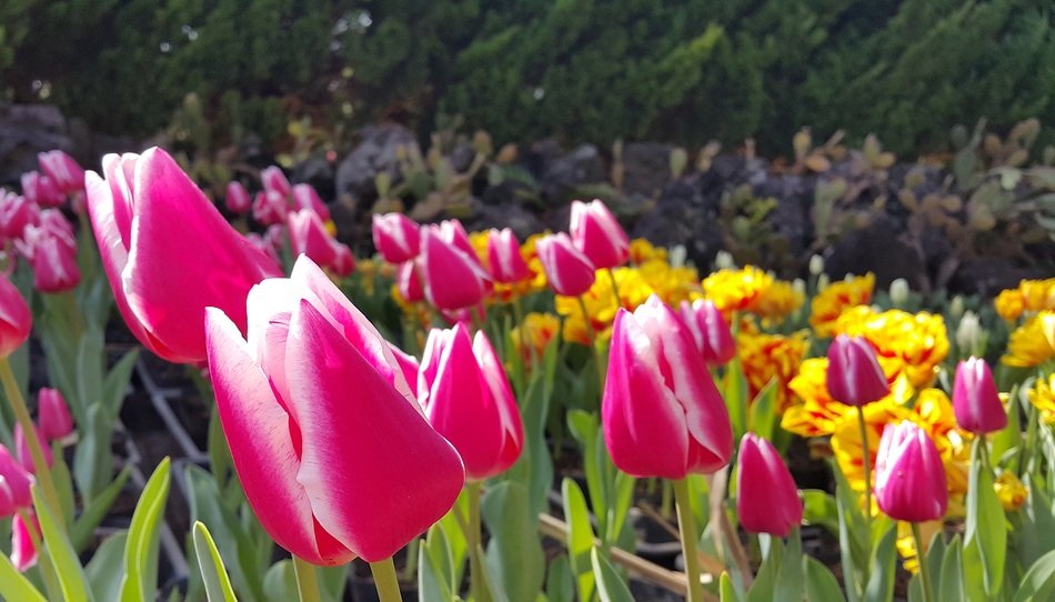 meadow of pink-white tulip in a flowering park