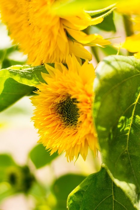 gold Sunflower Flower