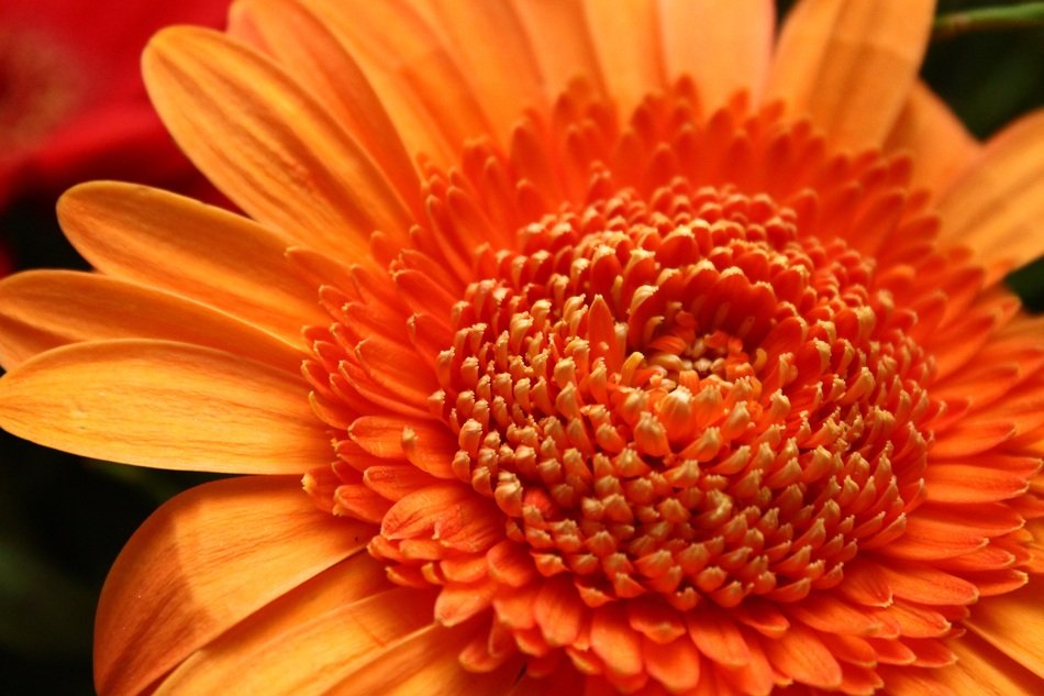 orange flower close-up in the garden