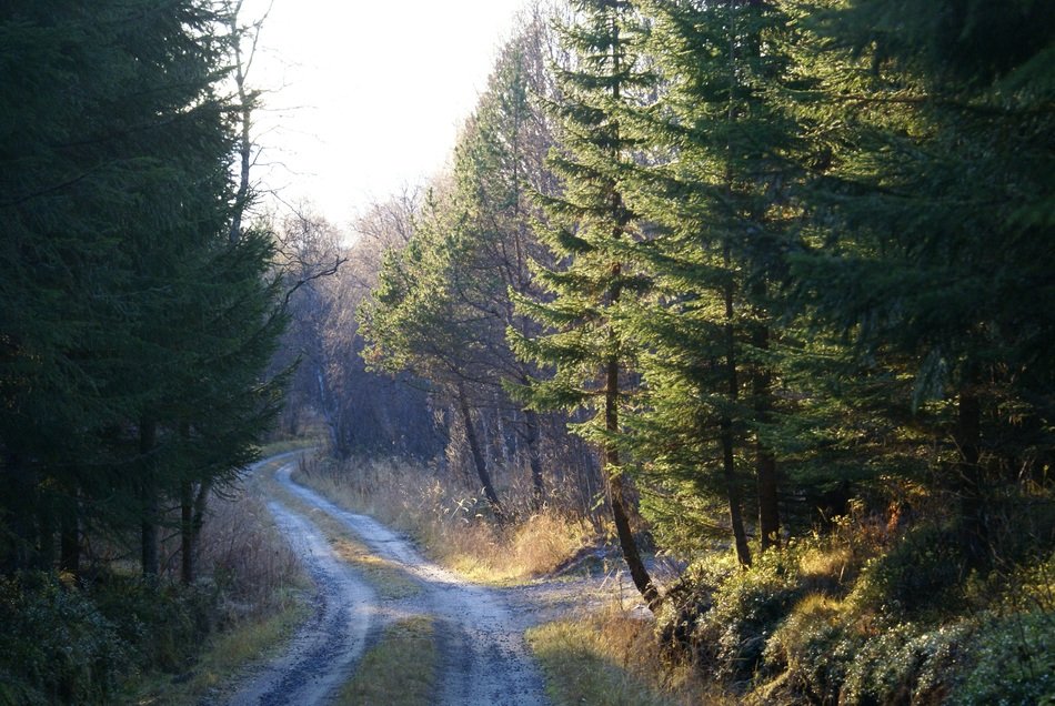 country road in green forest
