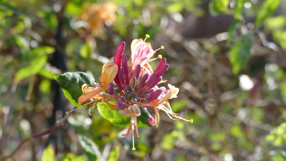 flowering honeysuckle in the garden