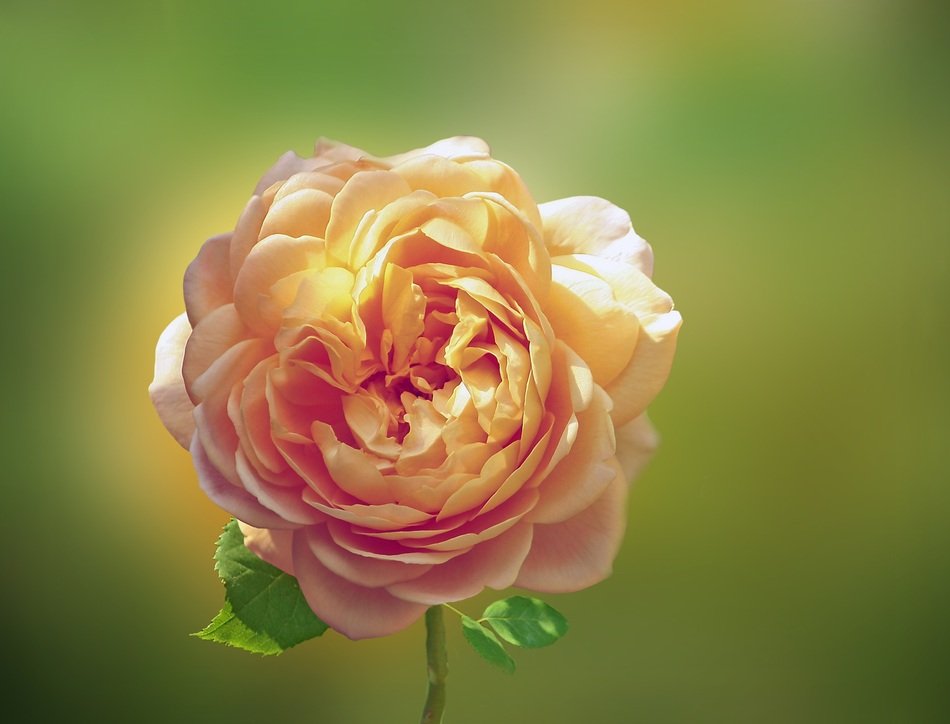 pastel rose in sunny glare closeup